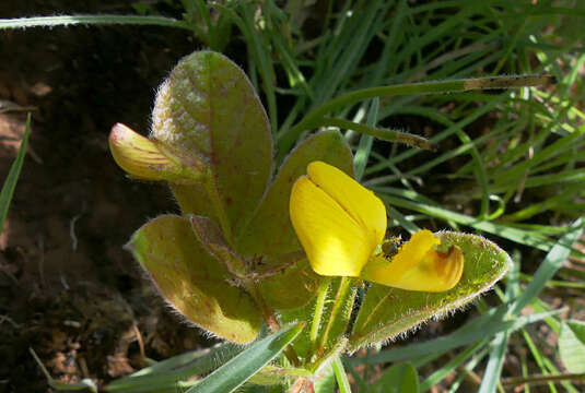 Image of Rhynchosia angulosa Schinz