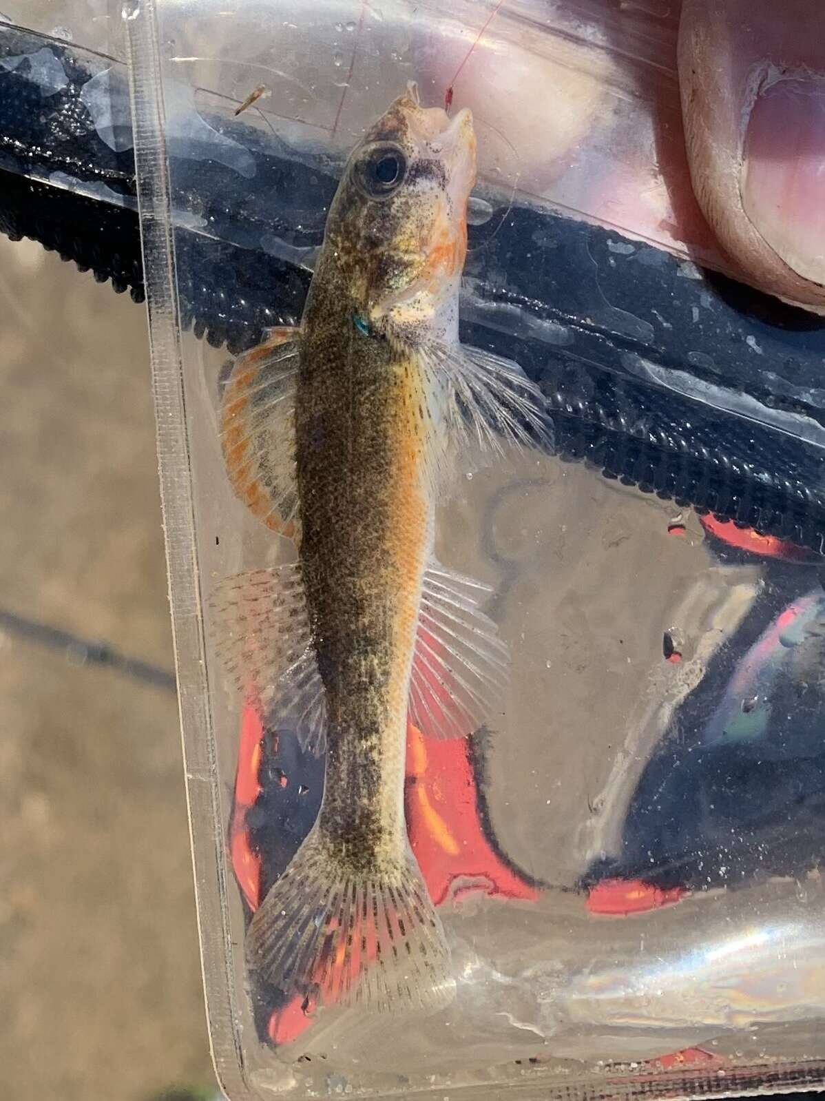 Image de Etheostoma autumnale Mayden 2010