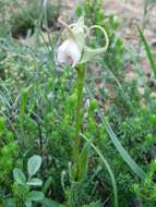 Image of Disperis capensis var. capensis