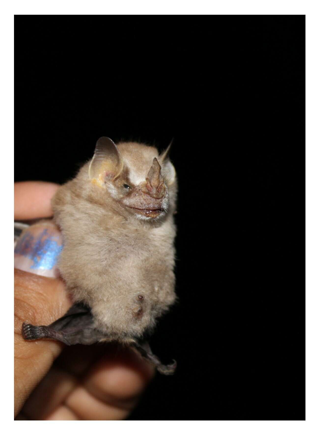 Image of Northern Little Yellow-eared Bat
