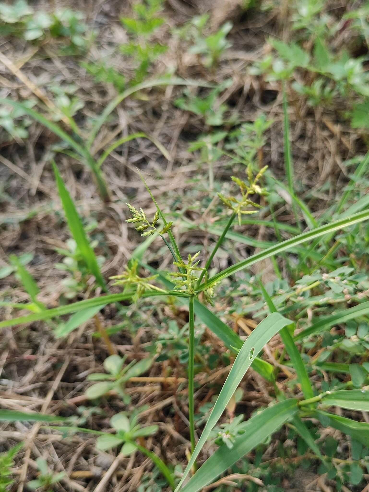 Imagem de Cyperus microiria Steud.