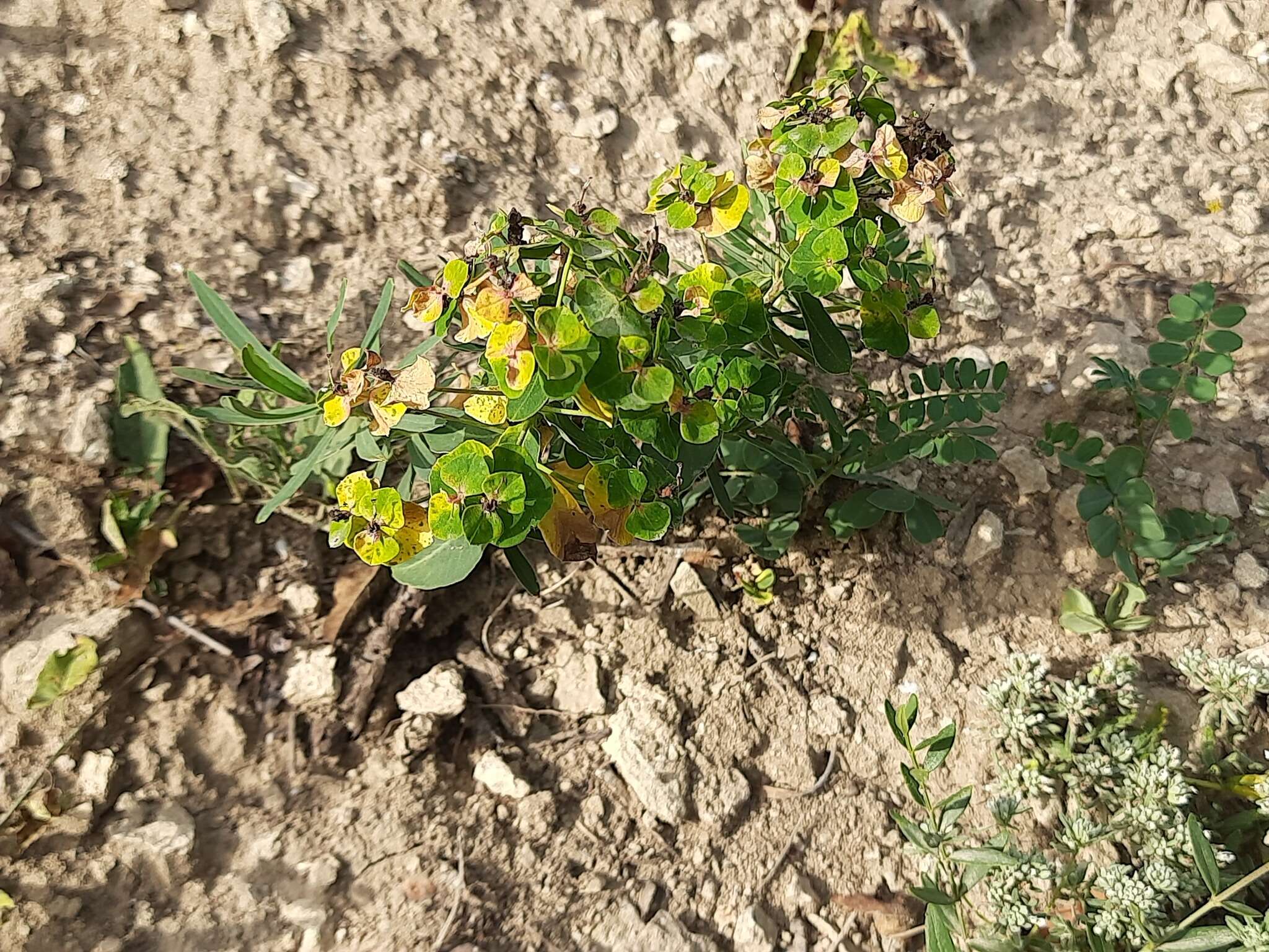 Imagem de Euphorbia iberica Boiss.