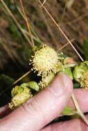 Image de Aetheolaena involucrata Cass.