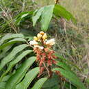 صورة Acridocarpus longifolius (G. Don) Hook. fil.