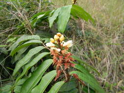 Imagem de Acridocarpus longifolius (G. Don) Hook. fil.