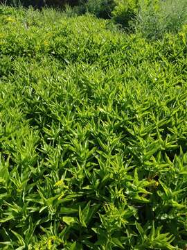 Image of Solidago azorica Hochst.