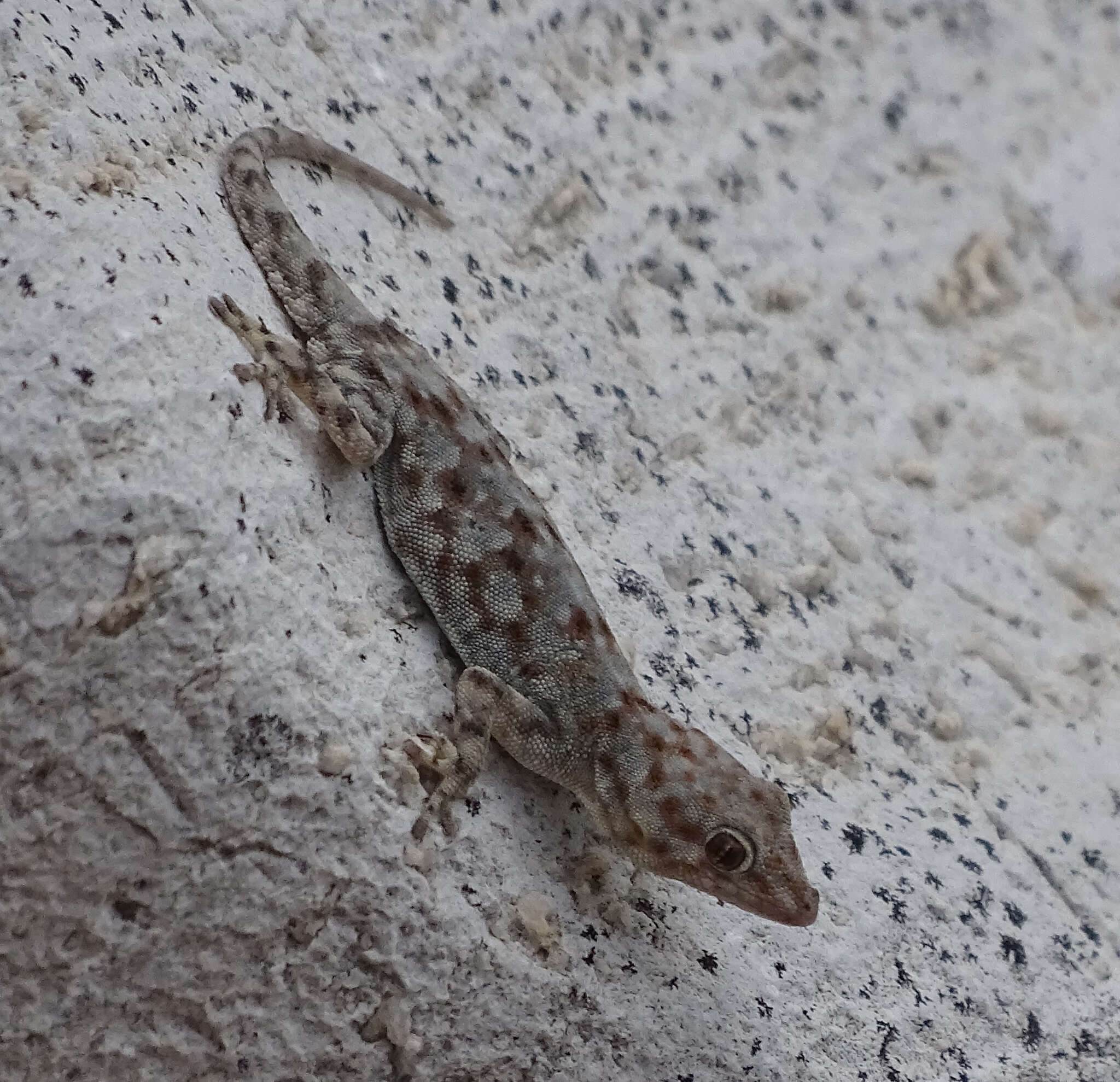 Image of Barnard’s Namib Day Gecko