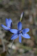 Image de Thelymitra crinita Lindl.