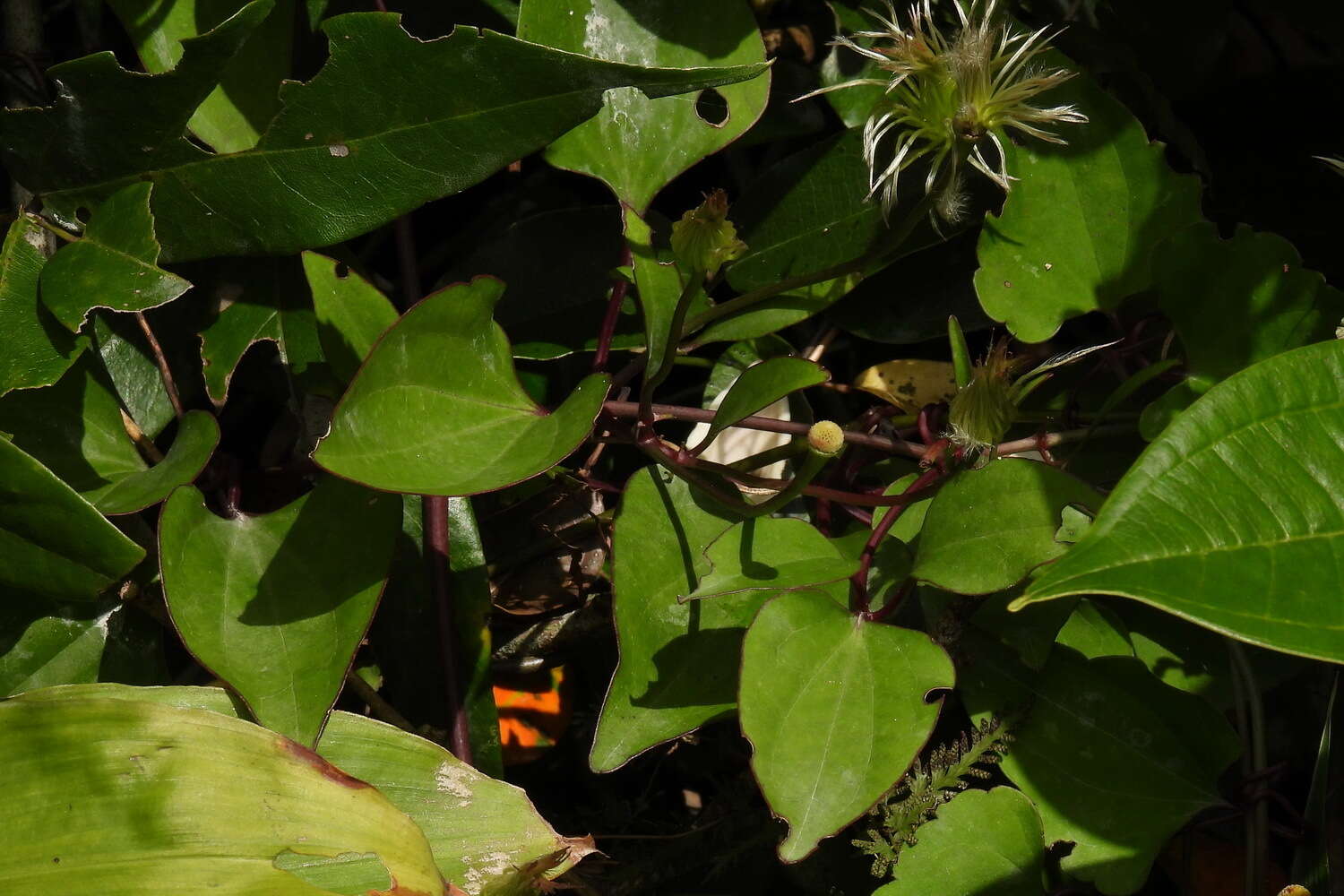 Image of Clematis akoensis Hayata