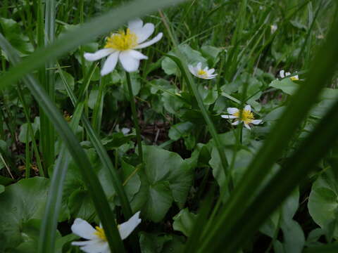 Image de Caltha leptosepala DC.