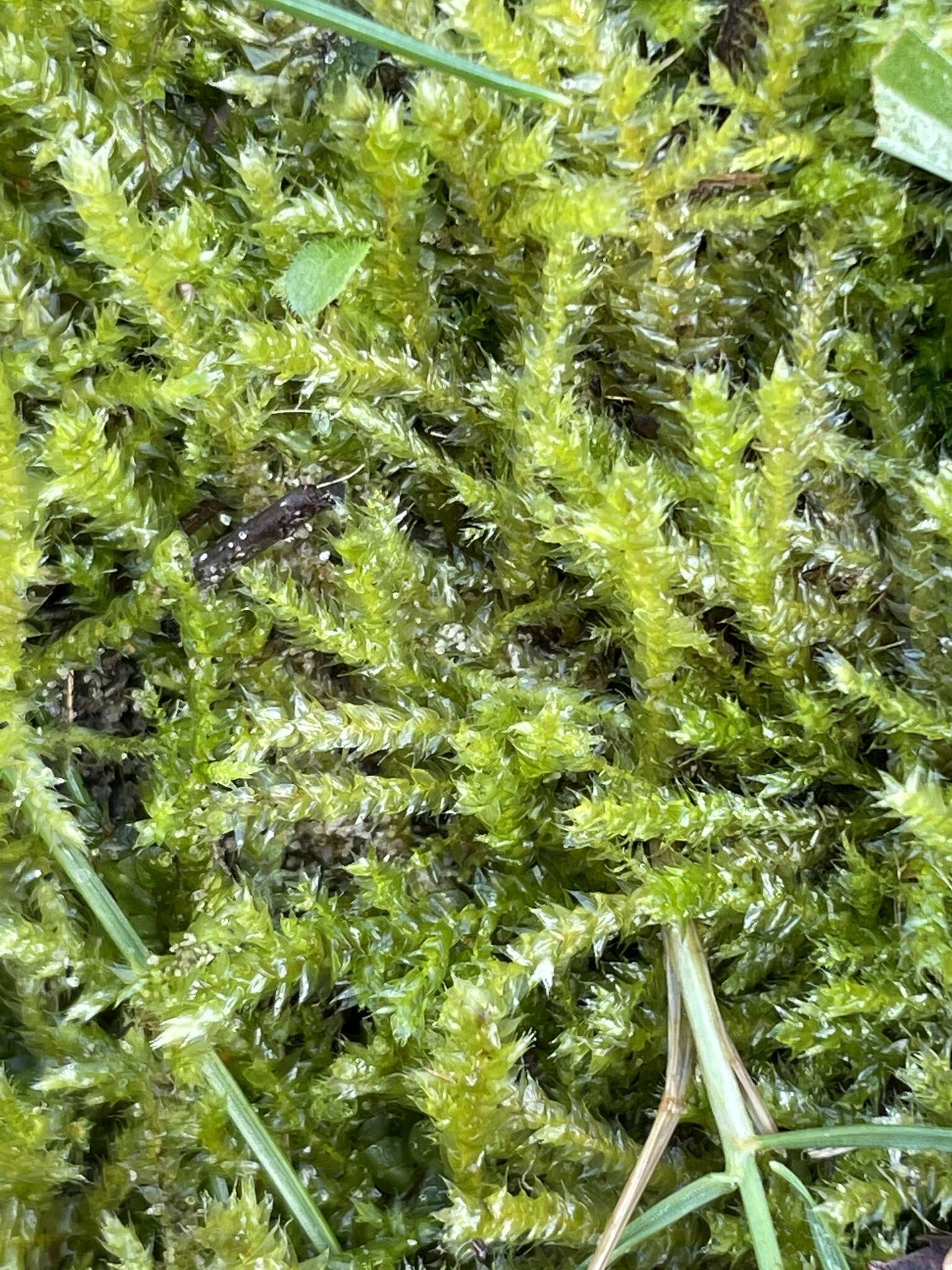 Image of Rhynchostegium megapolitanum W. P. Schimper ex B. S. G. 1852