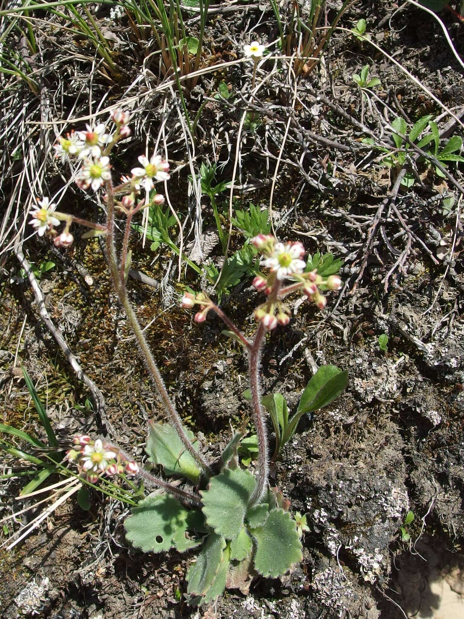 Plancia ëd Micranthes reflexa (Hook.) Small