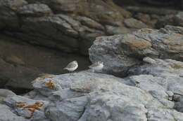 صورة Charadrius marginatus marginatus Vieillot 1818