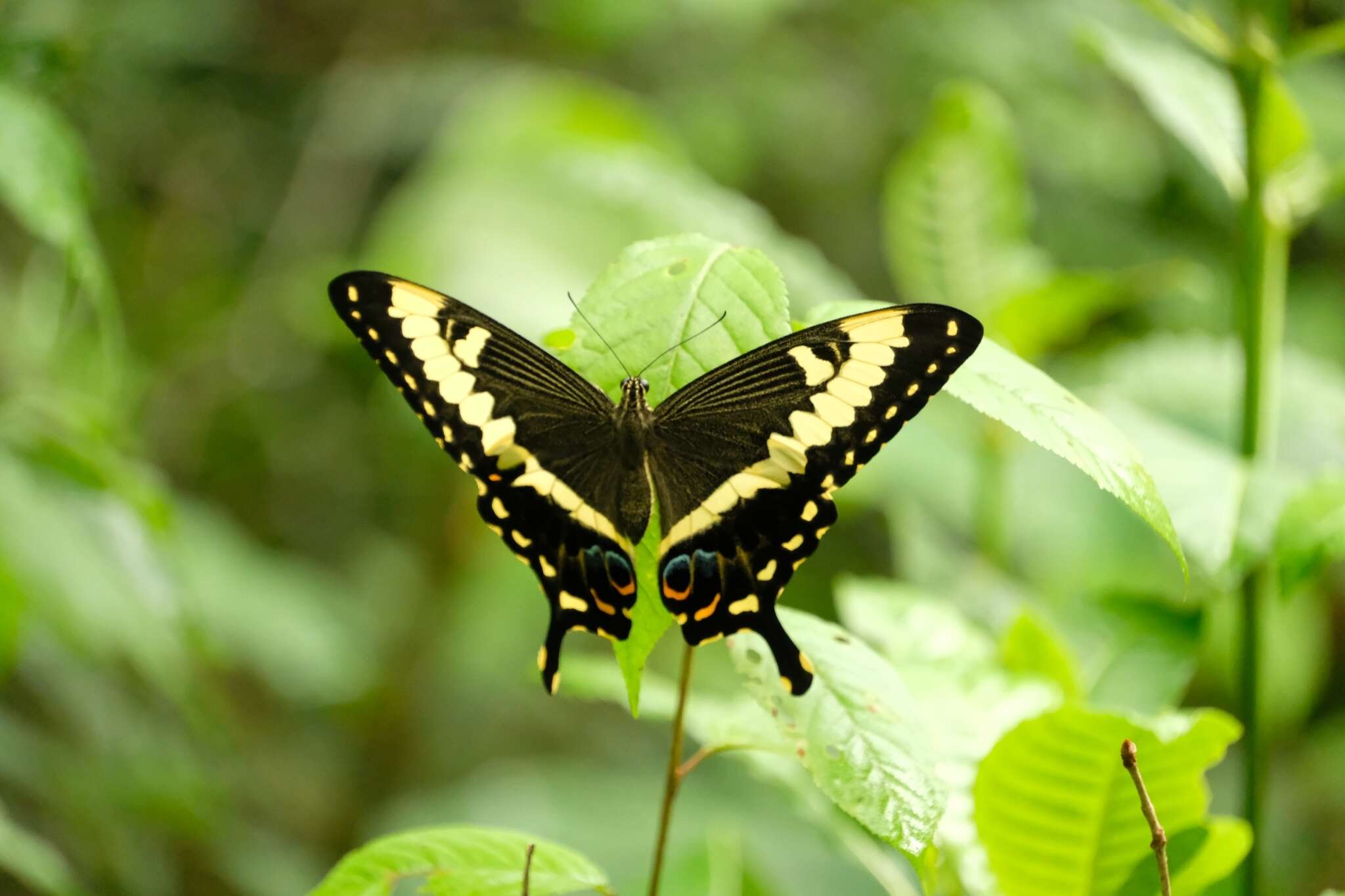 Image of Emperor Swallowtail