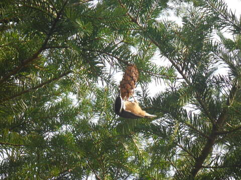 Imagem de Sitta canadensis Linnaeus 1766