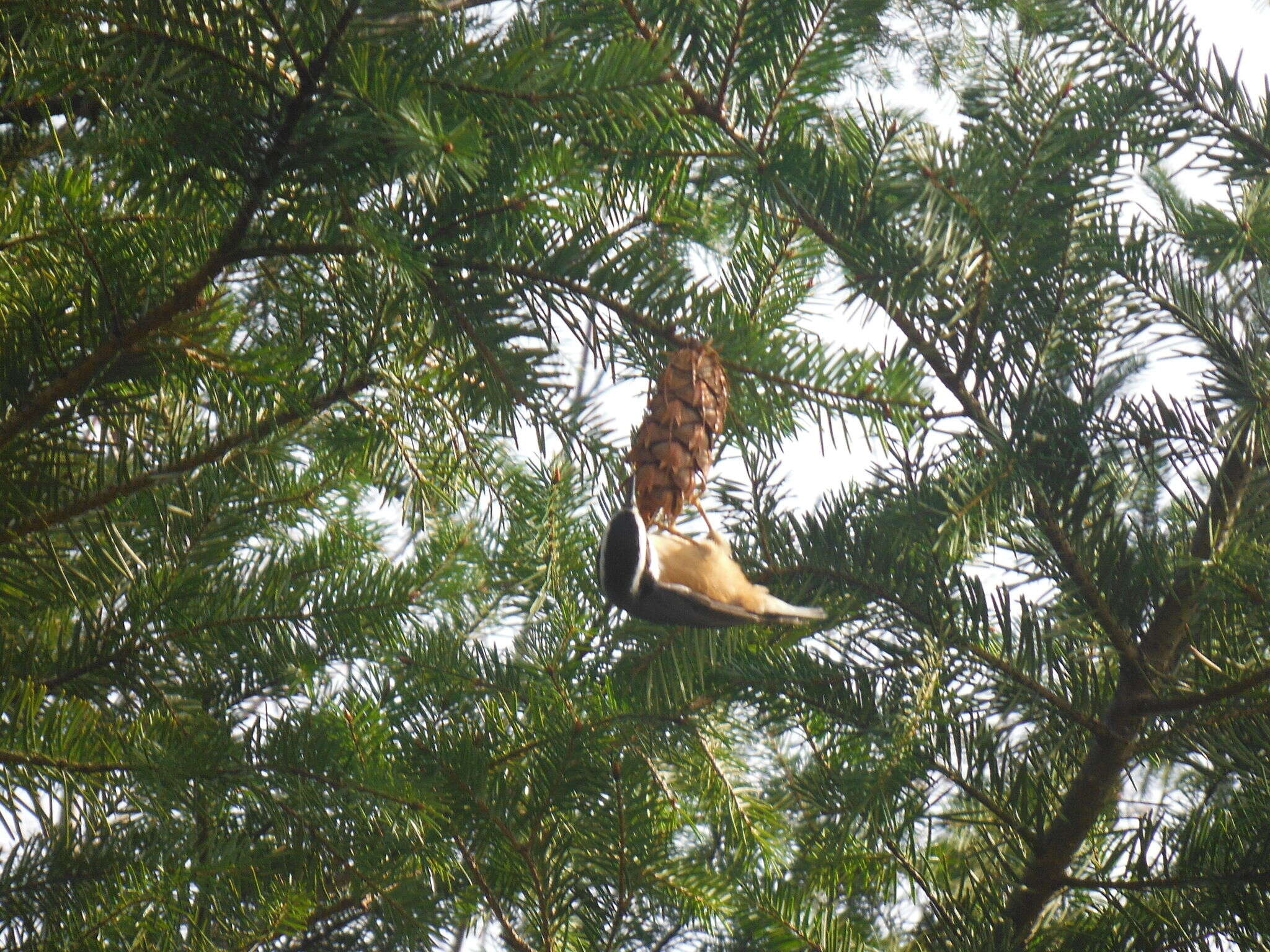 Image of Red-breasted Nuthatch