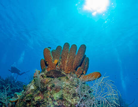 Image of Yellow tube sponge