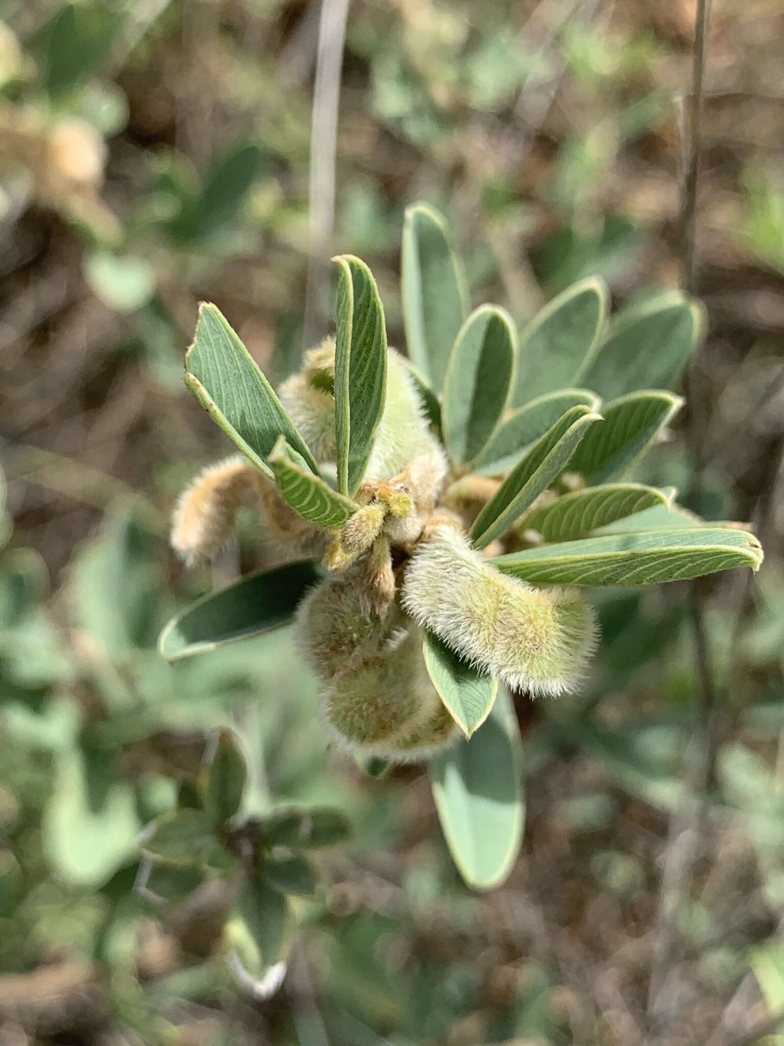 Image of Ptycholobium contortum (N. E. Br.) Brummitt