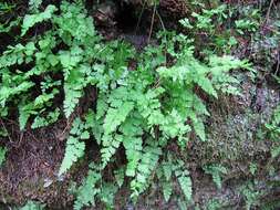 Image of Dennstaedtia wilfordii (T. Moore) H. Christ