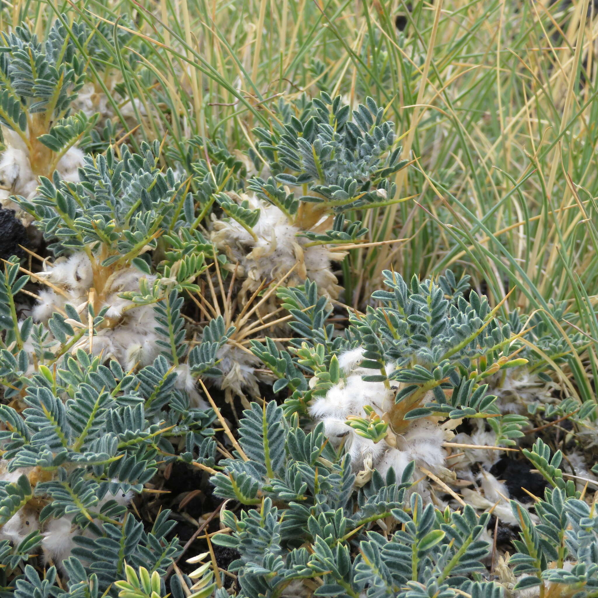 Imagem de Astragalus siculus Rafin.