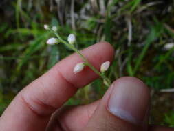 Image of Aletris spicata (Thunb.) Franch.