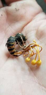 Image of Ophiocordyceps sphecocephala (Klotzsch ex Berk.) G. H. Sung, J. M. Sung, Hywel-Jones & Spatafora 2007