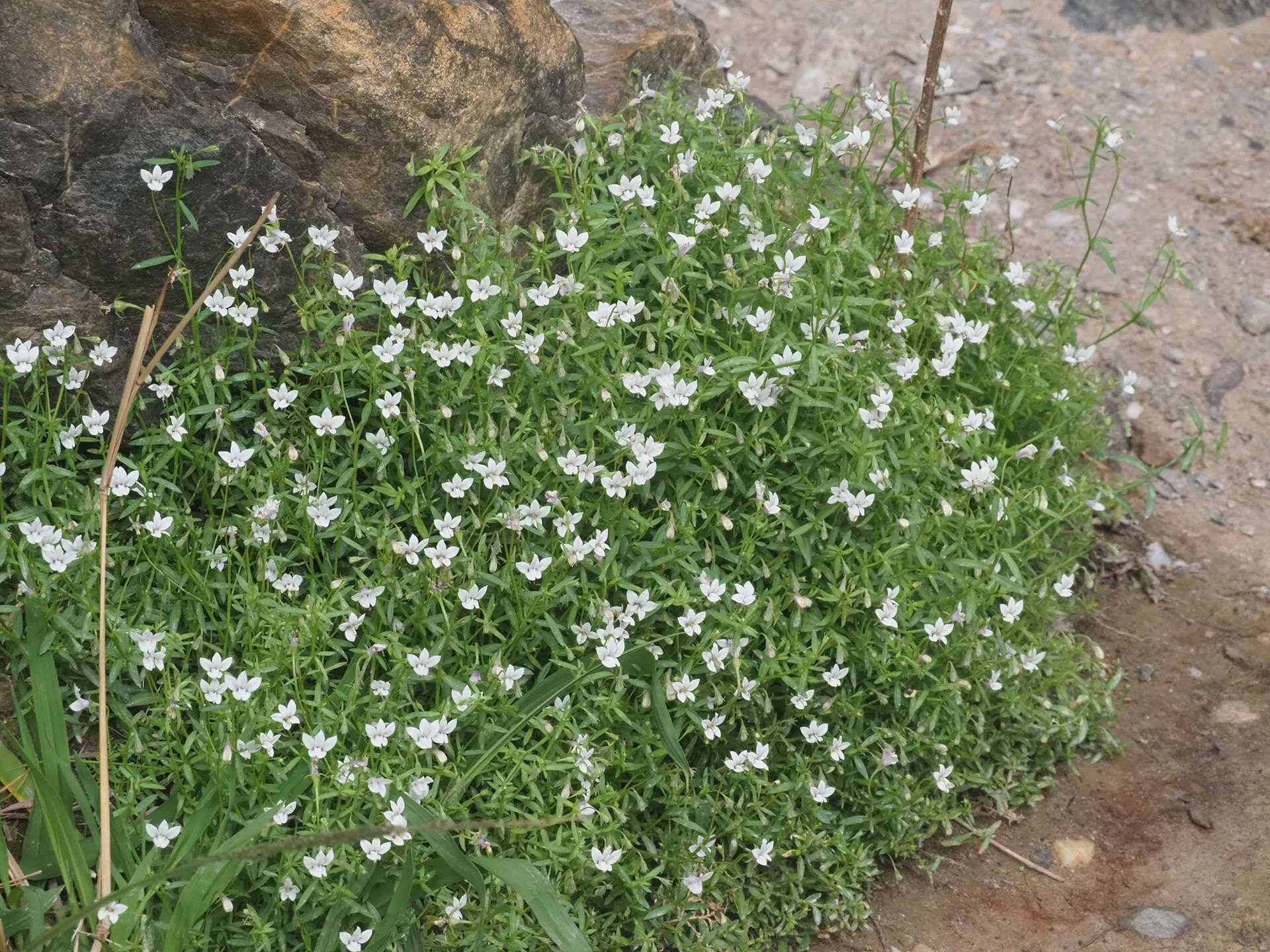 Image of Monopsis alba Phillipson