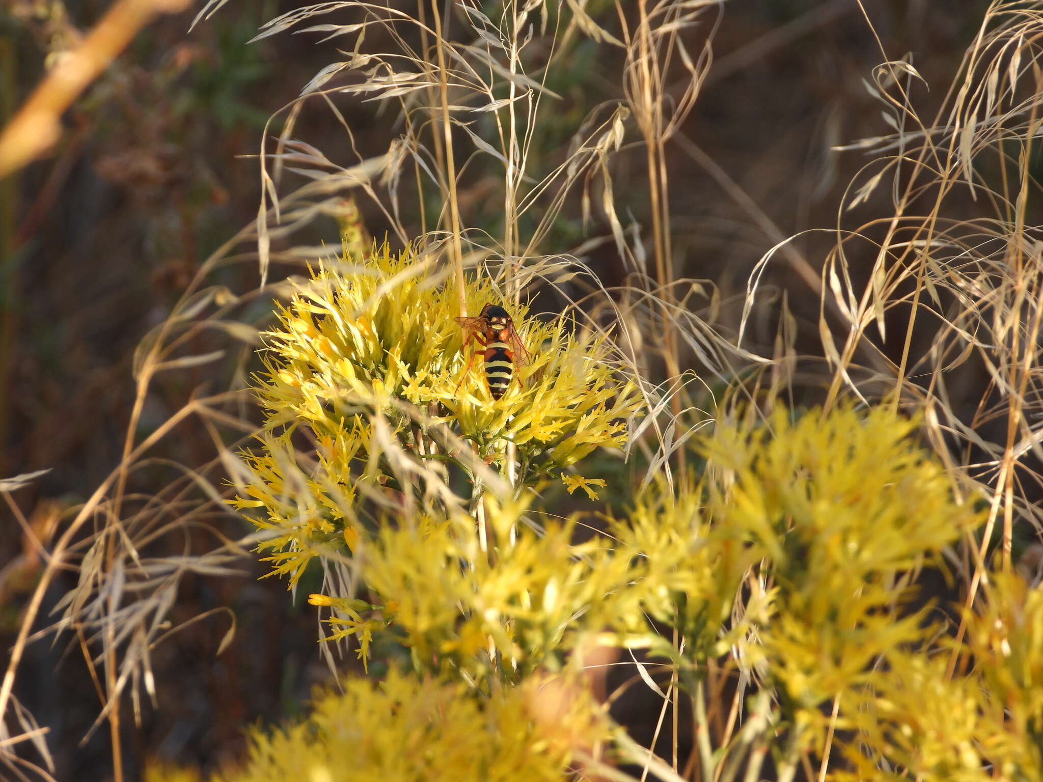 Sivun Pterocheilus quinquefasciatus Say 1824 kuva