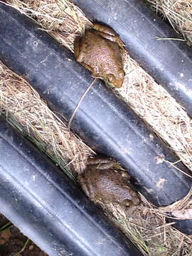 Image of American Bullfrog