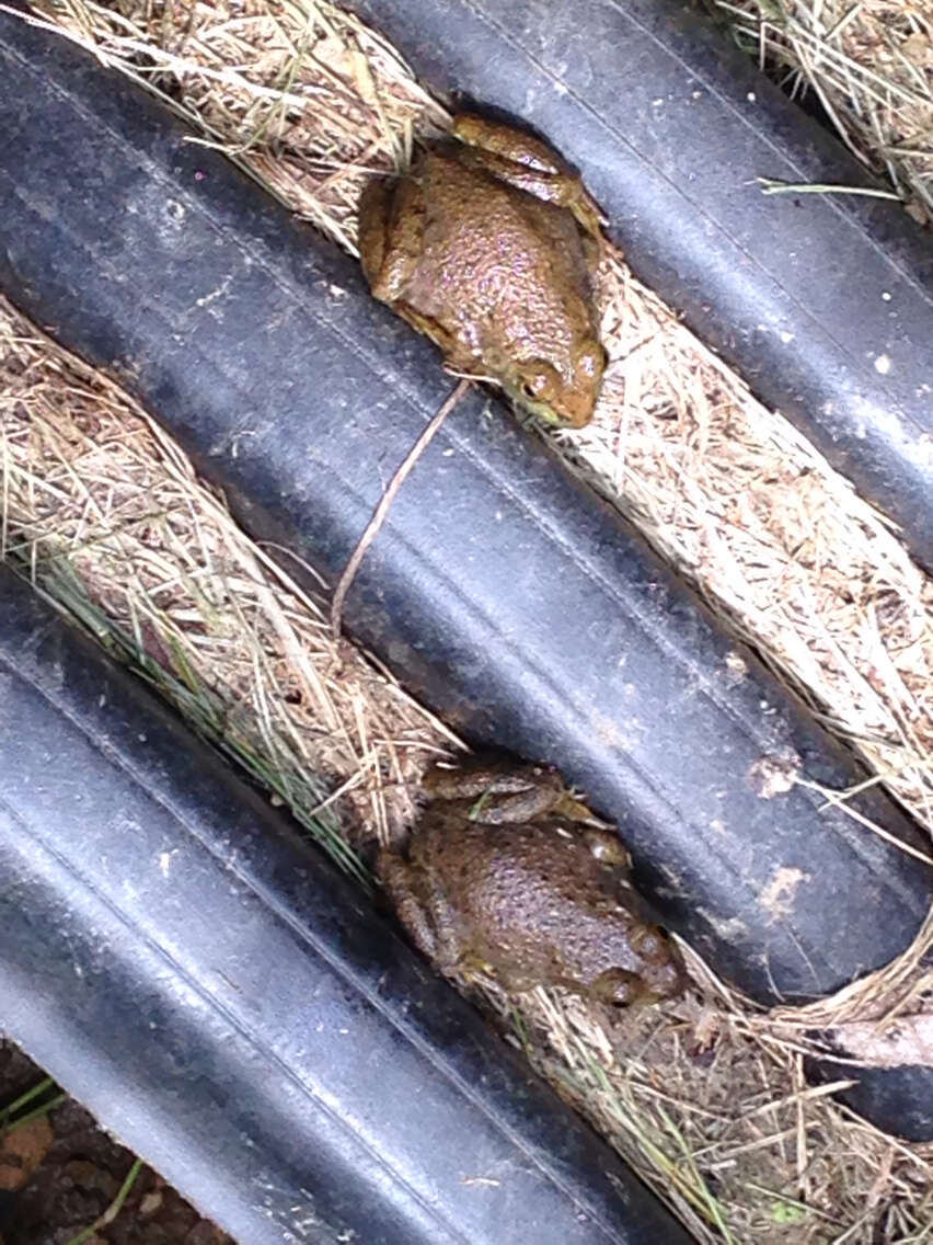 Слика од Lithobates catesbeianus (Shaw 1802)