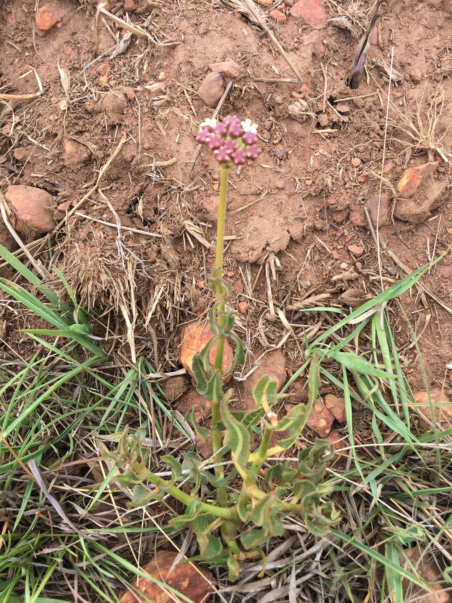 صورة Asclepias fallax (Schltr.) Schltr.