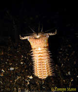 Image of Aphrodite worm