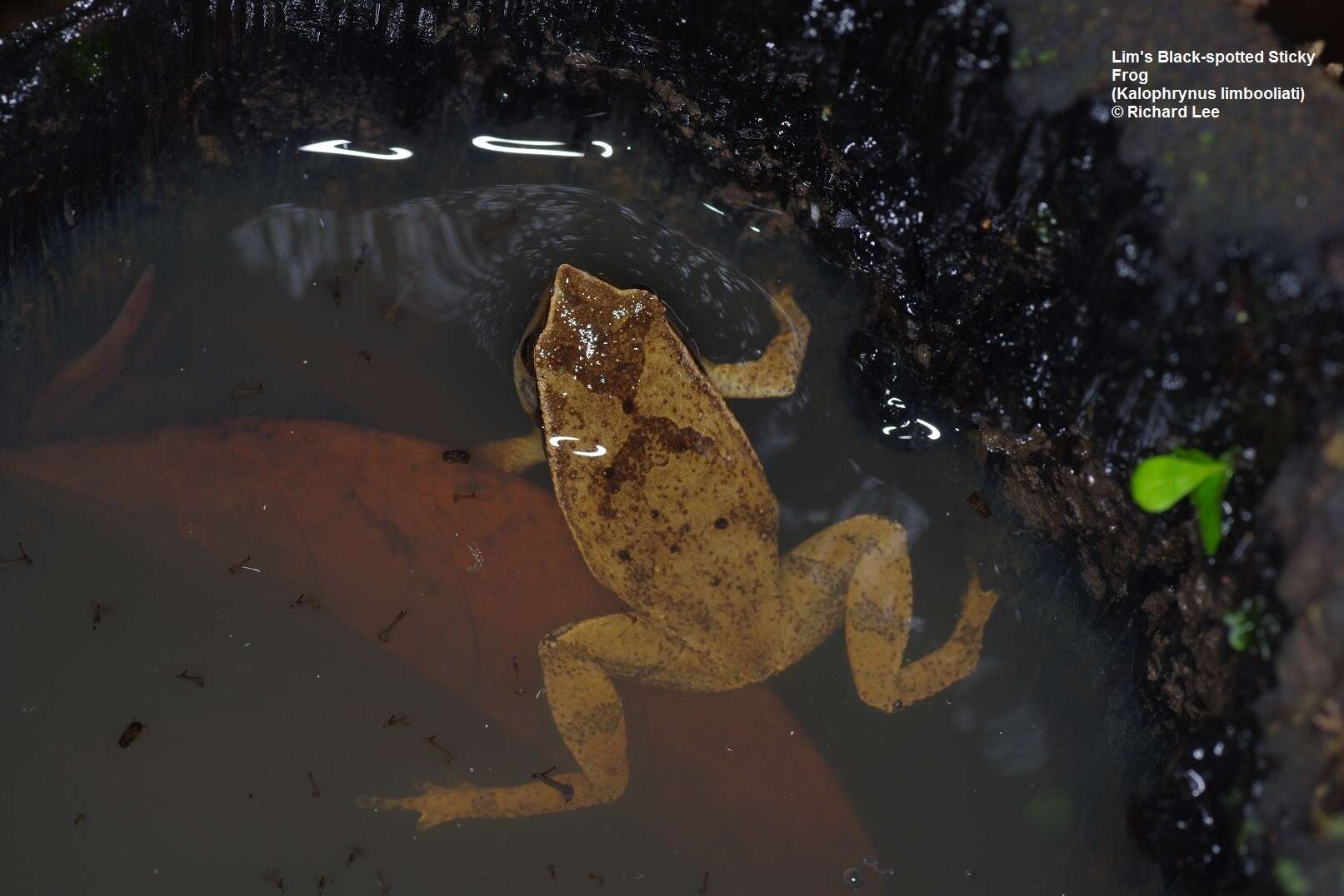 Image of Kalophrynus limbooliati Matsui, Nishikawa, Belabut, Ahmad & Yong 2012