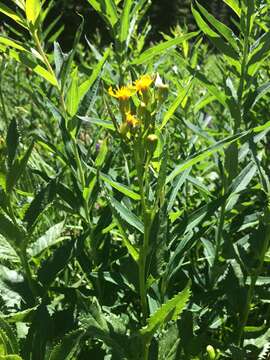 Senecio triangularis Hook.的圖片