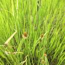 Image de Cyperus melanospermus (Nees) Valck. Sur.