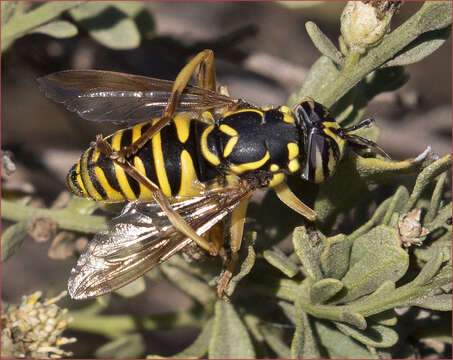 Image of Spilomyia interrupta Williston 1882