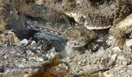 Image of Hoese&#39;s sandgoby
