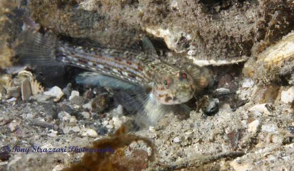 Image of Hoese&#39;s sandgoby