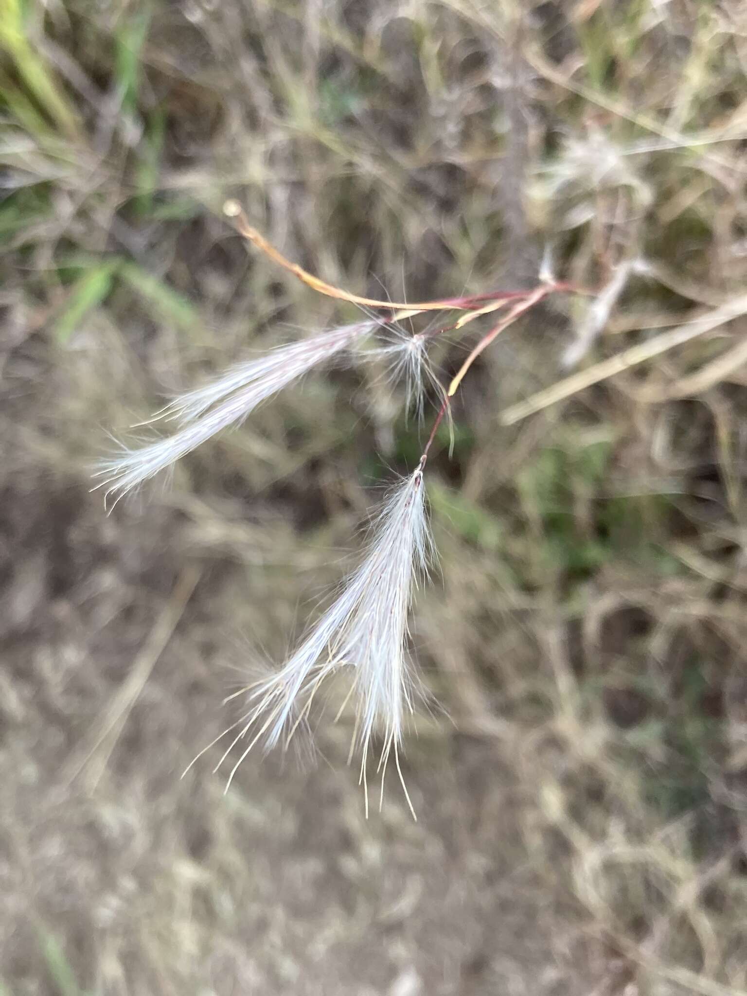 Sivun Andropogon eucomus Nees kuva