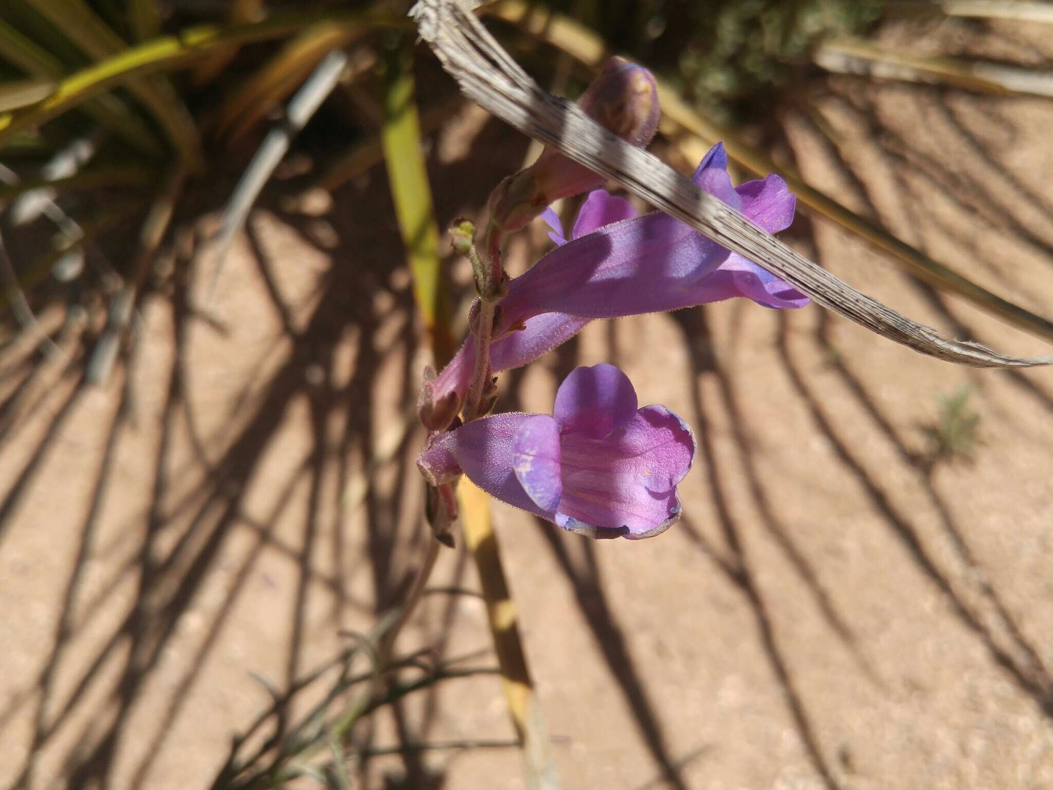 Image de Penstemon dasyphyllus A. Gray