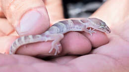 Image of Western Banded Gecko