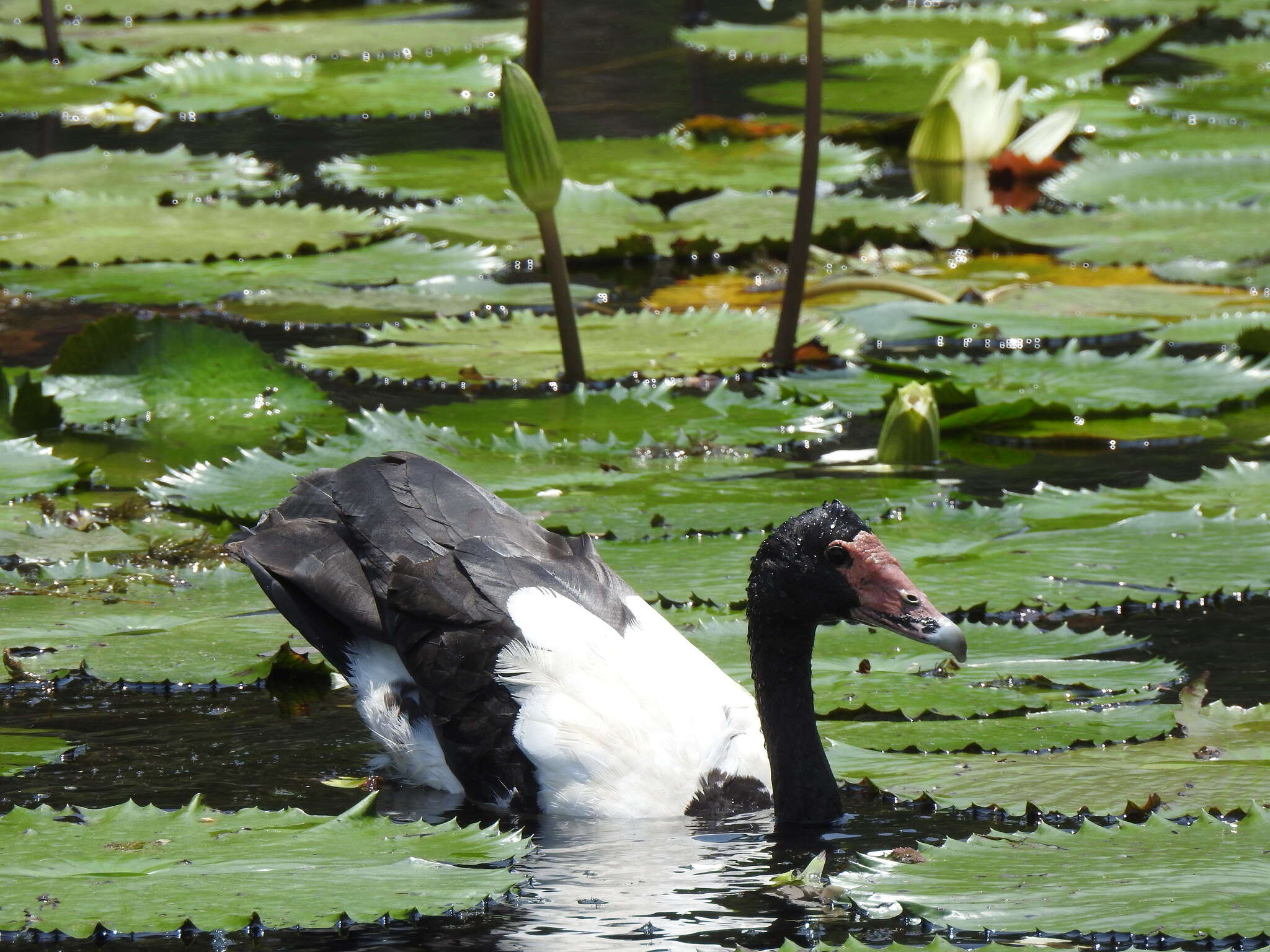 Image of magpie-goose