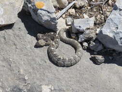 Image of Crotalus ornatus Hallowell 1854