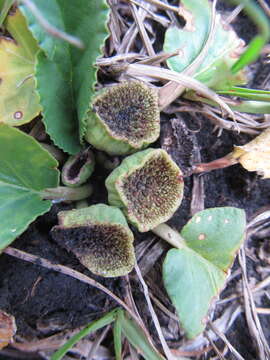 Image of Dorstenia brasiliensis Lam.