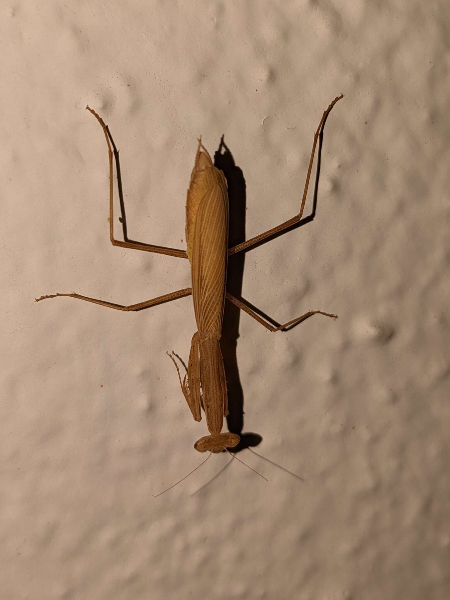 Image of Egyptian praying mantis