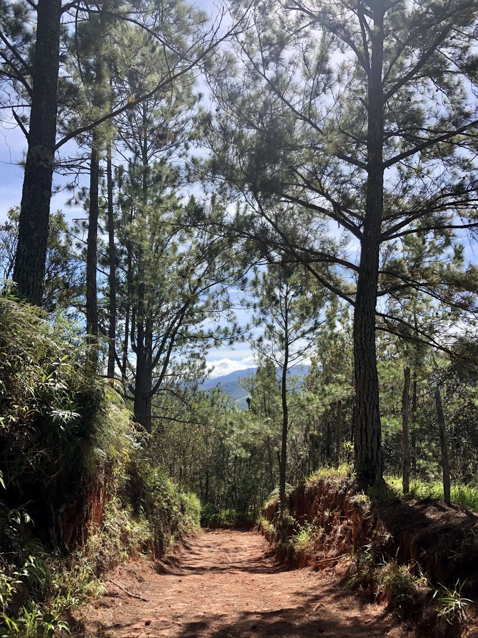 Image of Hispaniolan Pine