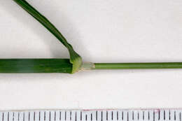 Image of Cocksfoot or Orchard Grass