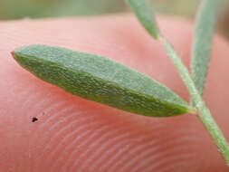 Image of Salinas milkvetch