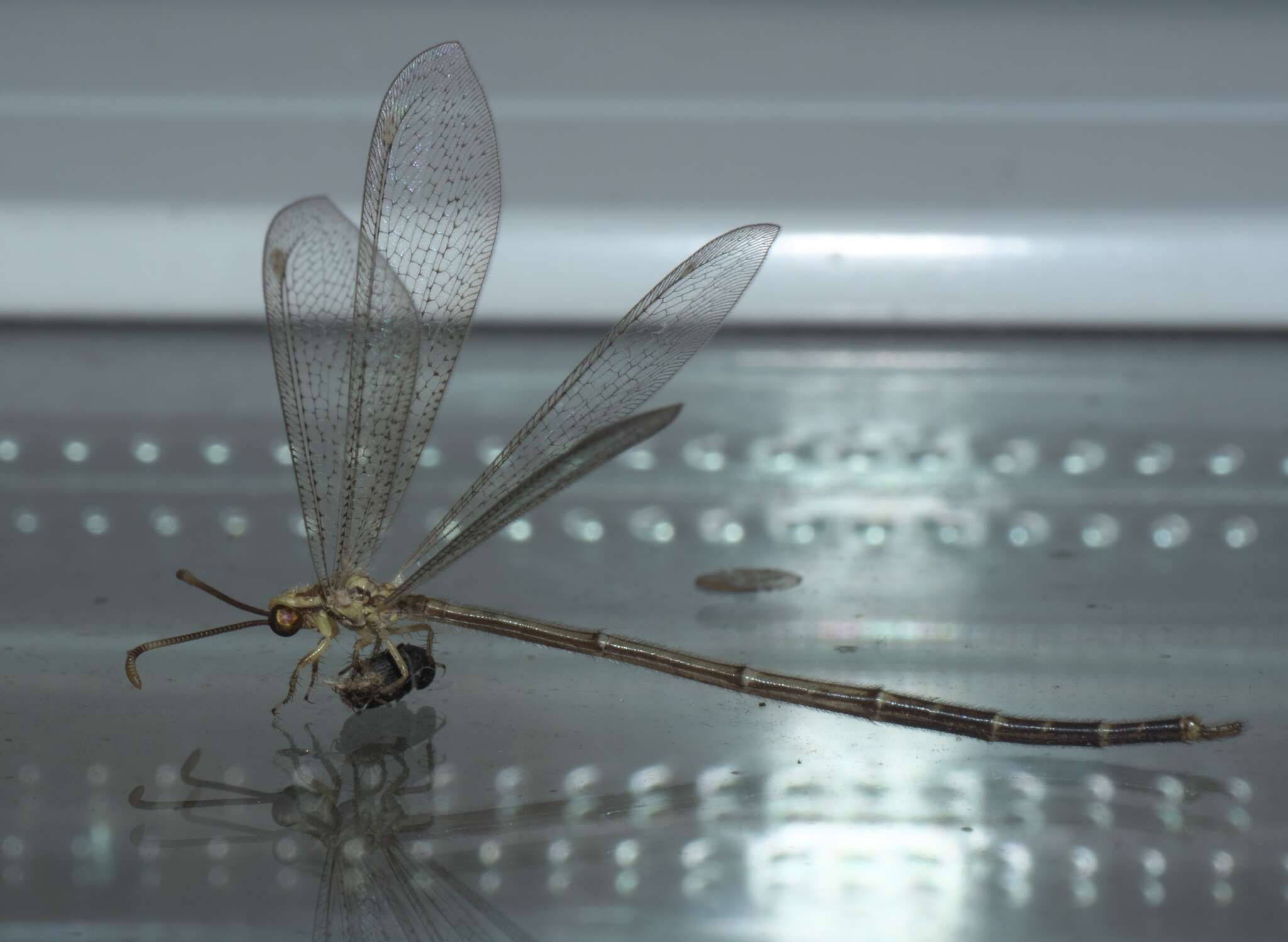 Слика од Brachynemurus abdominalis (Say 1823)