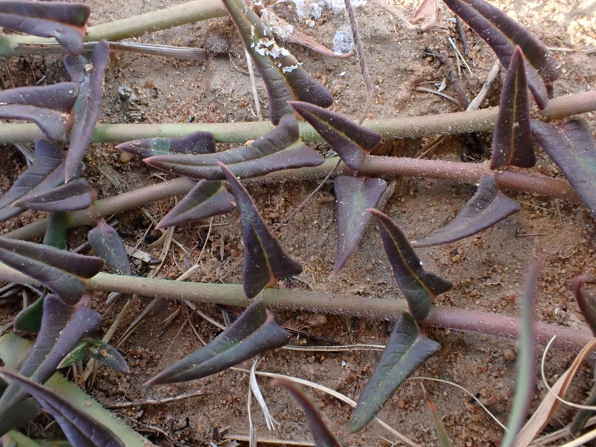 Sivun Asclepias multicaulis (E. Mey.) Schltr. kuva